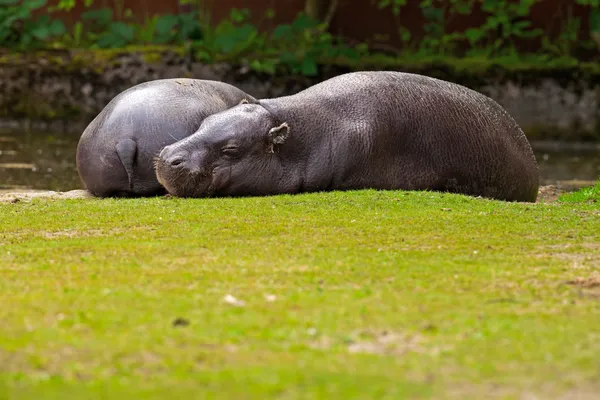 Dois pigmeu preguiçoso Hippopopotamus deitado descansando na grama no zoológico . — Fotografia de Stock