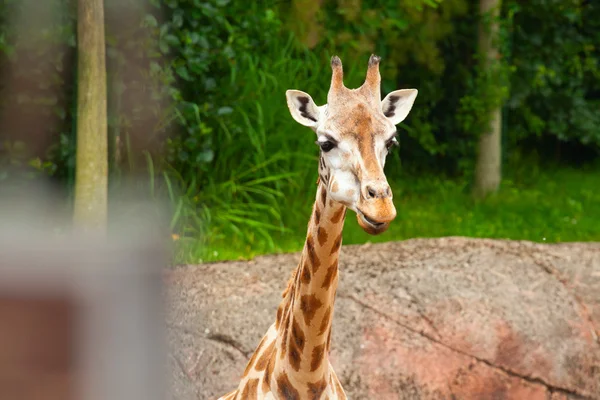 Żyrafa Rothschilda w zoo. głowy i szyi długi. — Zdjęcie stockowe