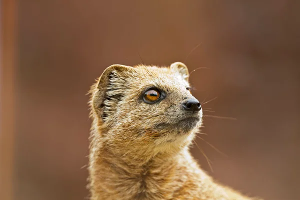 Close-up of a yellow mongoose in zoo. — Stock Photo, Image