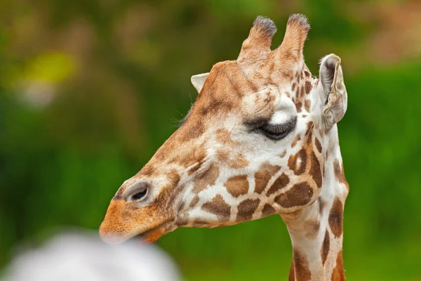 Rothschild giraffe in zoo. Head and long neck. — Stock Photo, Image