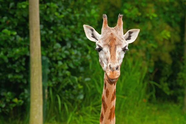 Jirafa Rothschild en el zoológico. Cabeza y cuello largo . — Foto de Stock