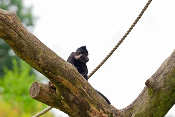 Czarny mangabey czubaty małpa siedzi w drzewo w zoo. — Zdjęcie stockowe