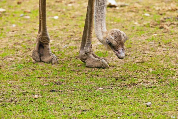 Grazing avestruz adulto no zoológico . — Fotografia de Stock