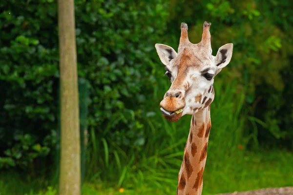 Żyrafa Rothschilda w zoo. głowy i szyi długi. — Zdjęcie stockowe