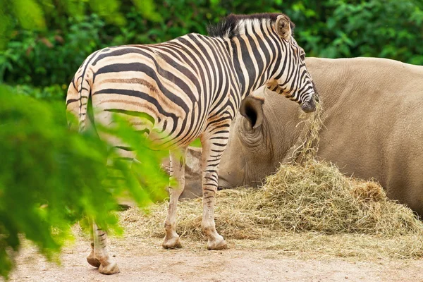 One zebra standing near white rhinoceros in zoo. — Stock Photo, Image