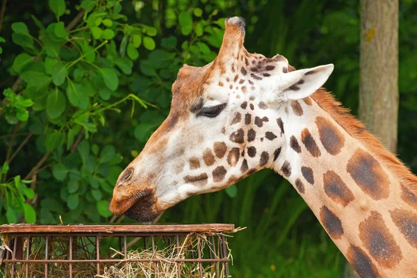 Żyrafa Rothschilda w zoo. jedzenie. głowy i szyi długi. — Zdjęcie stockowe