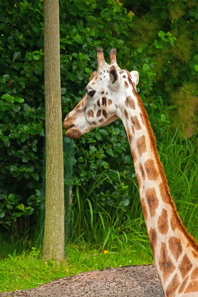 Żyrafa Rothschilda w zoo. głowy i szyi długi. — Zdjęcie stockowe