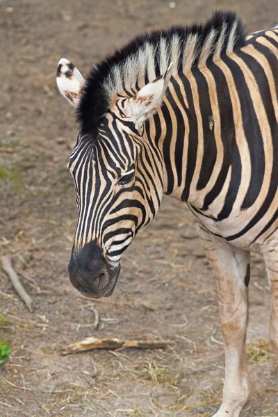 Närbild av en zebra i djurparken. — Stockfoto