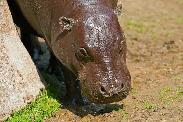 Close-up of the head of a pygmy hippopotamus in zoo. — Stock Photo, Image