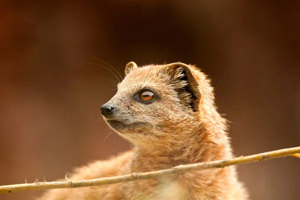 Close-up of a yellow mongoose in zoo. — Stock Photo, Image