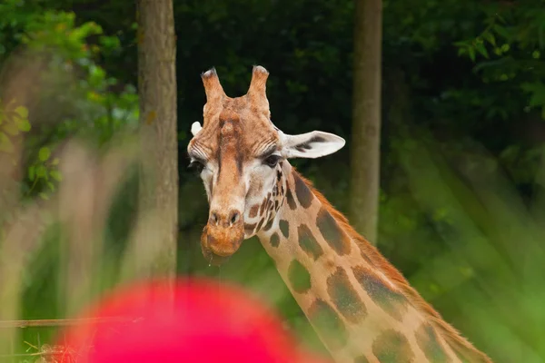 Żyrafa Rothschilda w zoo. głowy i szyi długi. — Zdjęcie stockowe