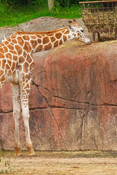 Żyrafa Rothschilda jedzenie w zoo. głowy i szyi długi. — Zdjęcie stockowe