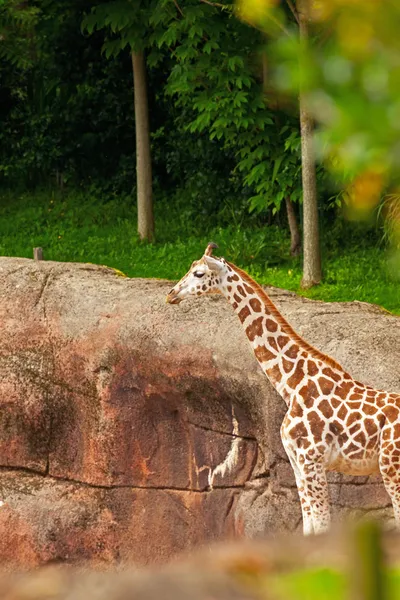 Jonge rothschild giraffe in dierentuin. — Stockfoto