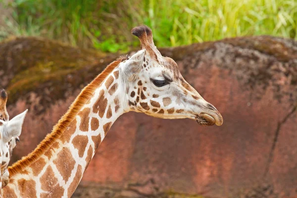 Żyrafa Rothschilda w zoo. głowy i szyi długi. — Zdjęcie stockowe