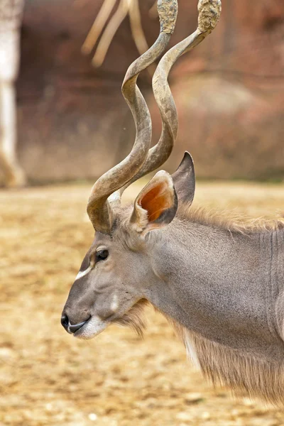 Nahaufnahme des Kopfes eines großen Kudu mit Hörnern im Zoo. — Stockfoto