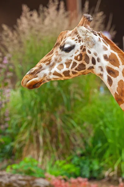 ロスチャイルド キリン動物園で。頭と長い首. — ストック写真