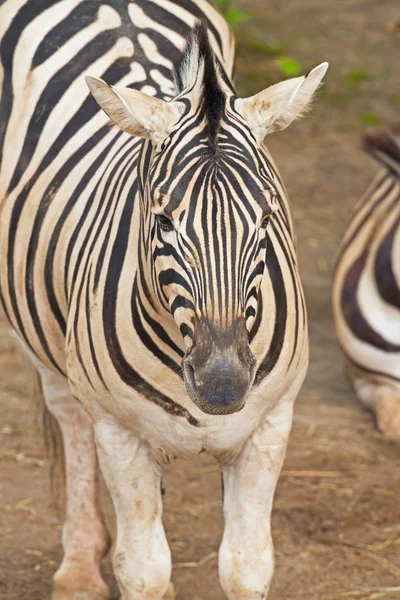 Närbild av en zebra i djurparken. — Stockfoto