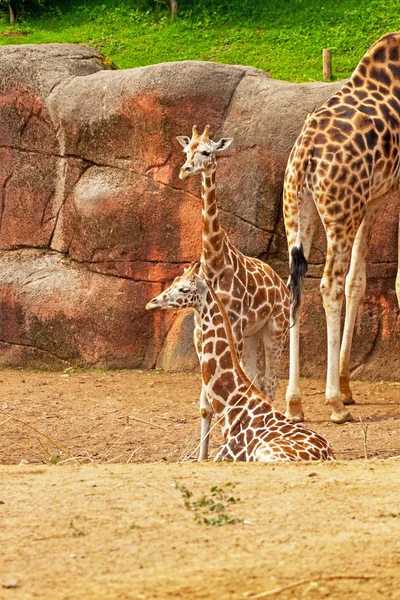 Young rothschild giraffes in zoo. — Stock Photo, Image