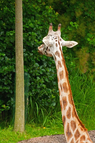 Rothschild giraffe in dierentuin. hoofd en de lange nek. — Stockfoto