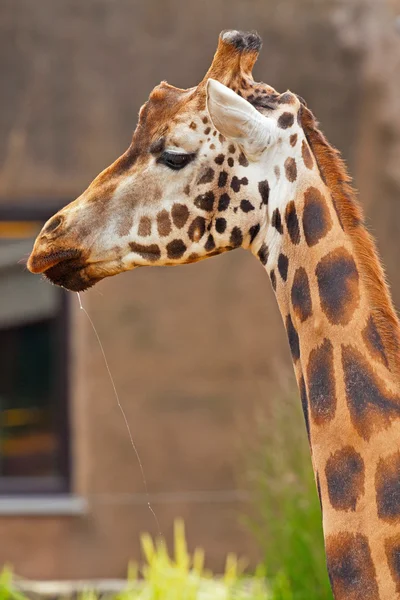 Rothschild giraffe in zoo. Head and long neck. — Stock Photo, Image