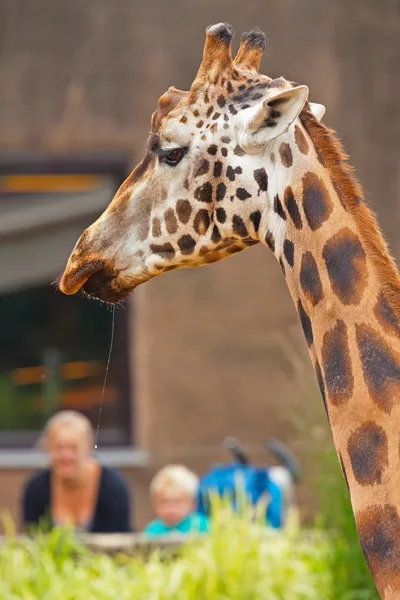 Jirafa Rothschild en el zoológico. Cabeza y cuello largo . — Foto de Stock