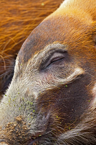 動物園でブッシュのブタの眠そうな閉じた目のクローズ アップ. — ストック写真