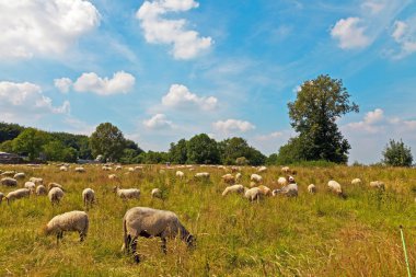 Cattle of sheep grazing in meadow with blue cloudy sky. Zuid Lim clipart