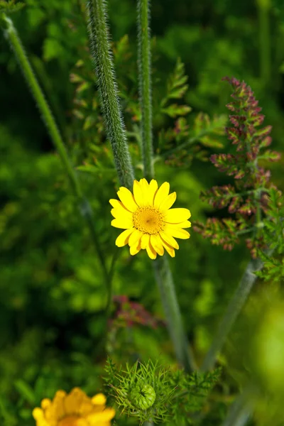 Pequeña flor de margarita amarilla con follaje verde borroso en el bac —  Fotos de Stock