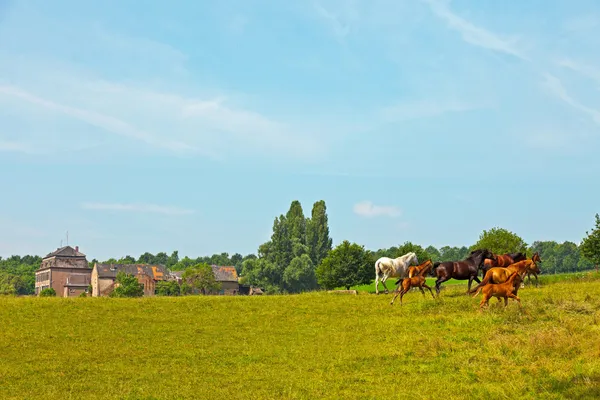 Louka s koně a velkou starou farmu a stromy a modré s — Stock fotografie