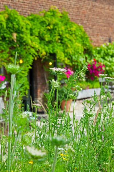 녹색 경 엽 및 벽돌 벽 집의 정원에 있는 꽃. — 스톡 사진