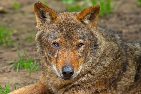 Iberische wolf in de dierentuin. headshot. — Stockfoto