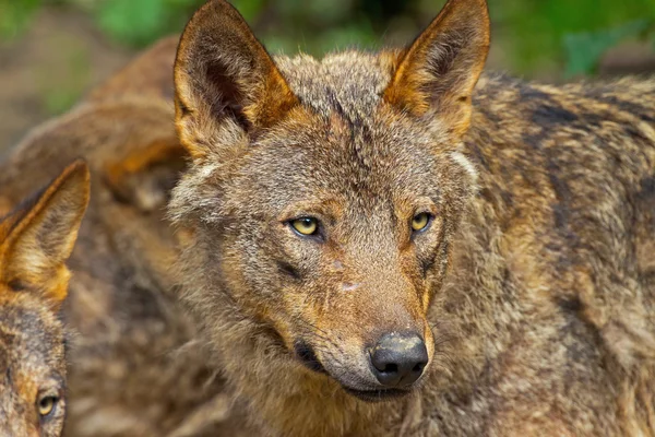 Lobo ibérico no zoológico. Tiro na cabeça . — Fotografia de Stock