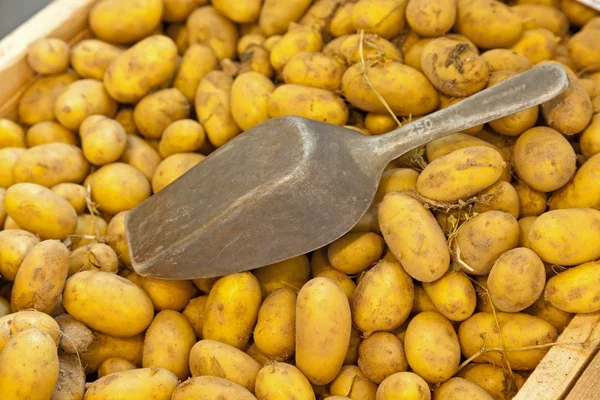 Frische Kartoffeln mit Eisenlöffel in einer Holzkiste. — Stockfoto