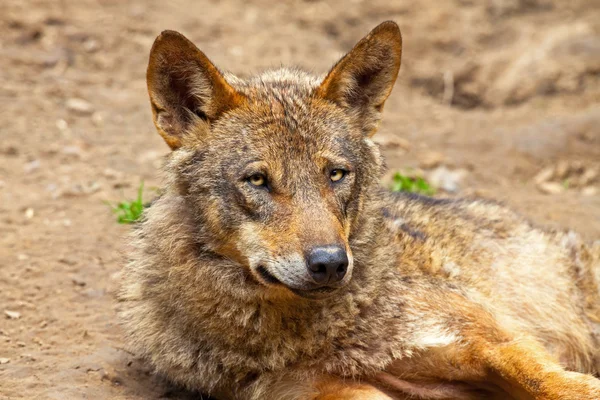 Iberische wolf in de dierentuin. headshot. — Stockfoto