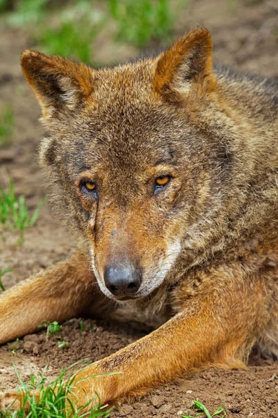 Iberische wolf in de dierentuin. headshot. — Stockfoto