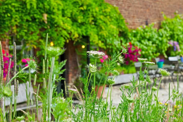 Flores en jardín con follaje verde y pared de ladrillo de una casa . — Foto de Stock