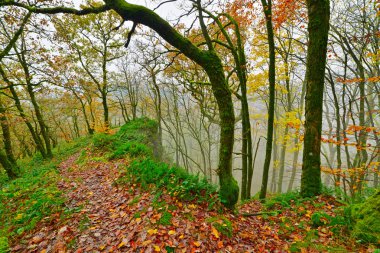 Yeşil yosunlu kayalar ve ağaçlar. yapraklar sonbaharda ile kaplı zemin. m