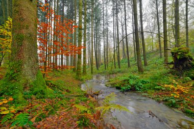 dereye sis sonbahar ormanı. Belçika. Ardennes. Vresse