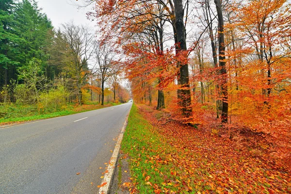 Bosque de otoño con carretera. Bélgica. Ardenas . — Foto de Stock