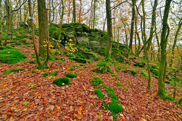 Verde musgoso rocas y árboles. Suelo cubierto con hojas de otoño. M — Foto de Stock