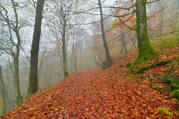 Autumn forest in the mist with autumn leafs on the ground. Belgi — Stock Photo, Image