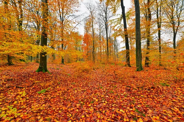 Jesień las z ziemi pokryte pomarańczowe i żółte liście. AR — Zdjęcie stockowe
