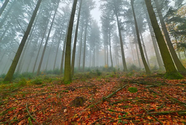 Autumn forest with pines in the mist with autumn leafs on the gr — Stock Photo, Image