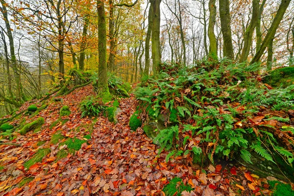 Groene mossy rotsen en bomen. grond bedekt met herfst bladeren. m — Stockfoto