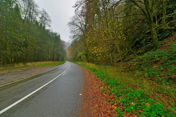 Autumn forest with road. Belgium. Ardennes. Vresse sur Semois. — Stock Photo, Image