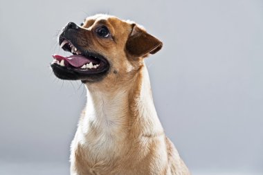 karışık cins köpek pug ve lhasa apso. gri karşı atış studio.