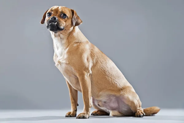 Mixed breed dog pug and lhasa apso. Studio shot against grey. — Stock Photo, Image