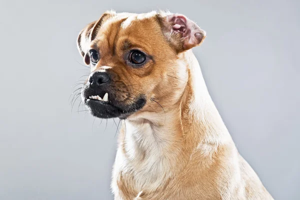 Mixed breed dog pug and lhasa apso. Studio shot against grey. — Stock Photo, Image