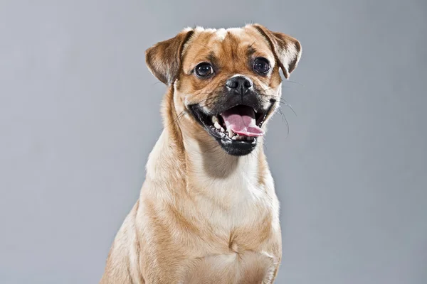 Blandras hund mops och lhasa apso. Studio skott mot grå. — Stockfoto