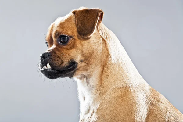 Mixed breed dog pug and lhasa apso. Studio shot against grey. — Stock Photo, Image